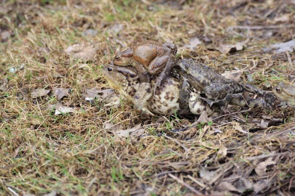 Groviglio di rospi comuni (Bufo bufo)